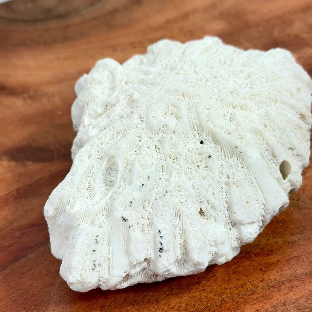 Fossilized Natural White Brain Coral Specimen Ocean Sea Life Coastal Decor 4.5‎